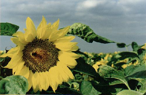 Sunflowers blooming in the fen near Bourne