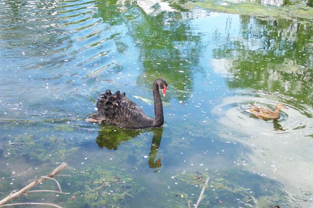 Black swan and cygnet