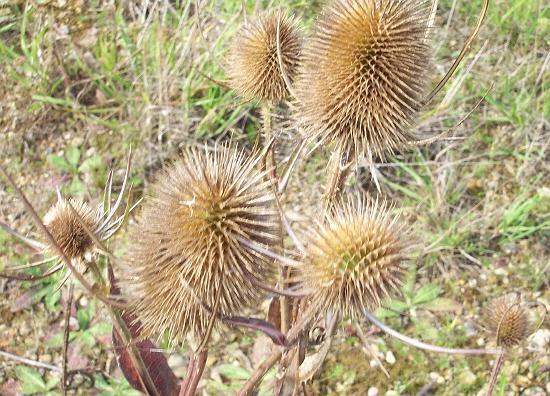 Teasel growing in Baston Fen