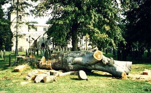 Toppled beech tree