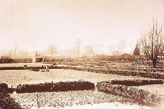Water cress beds in 1915