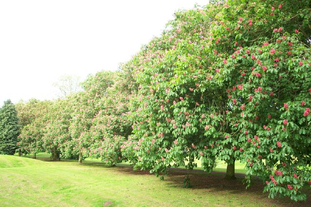 Horse chestnuts
