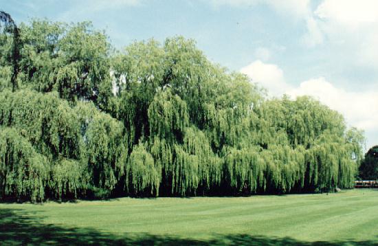 Weeping willows