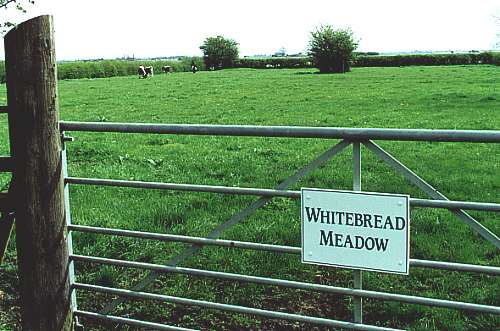 The white bread meadow