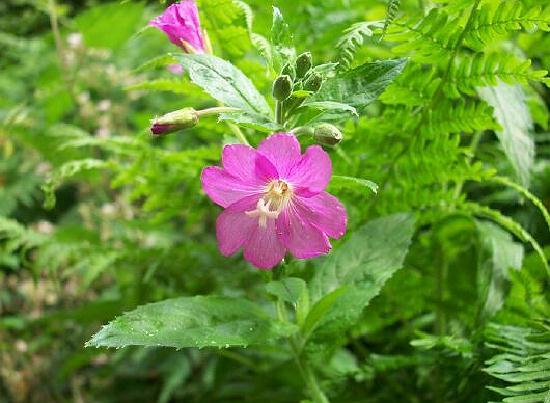 Great willowherb