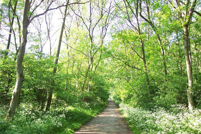Bourne Wood in May