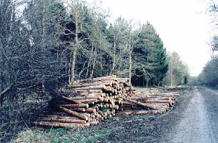 Forestry operations - logs