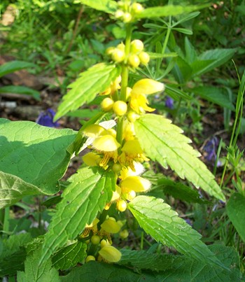 Yellow archangel