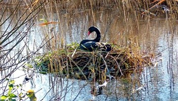 Photographed by Geoff Bell