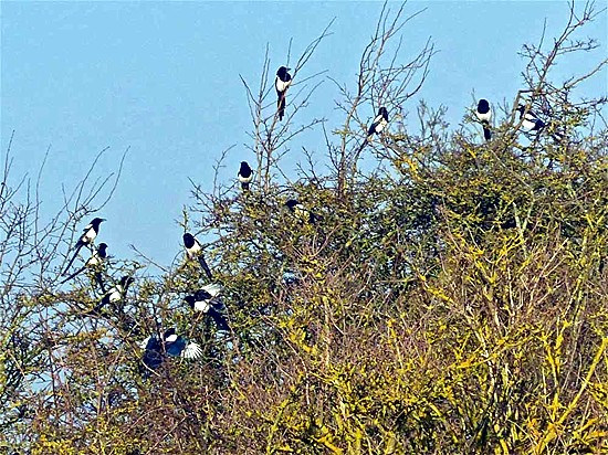 Photographed in February 2015 by Geoff Bell